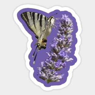 Side View Of Scarce Swallowtail Butterfly Feeding On Lilac Sticker